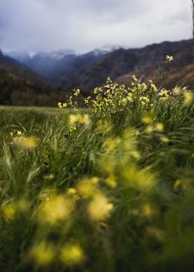 Yellow flowers and snow