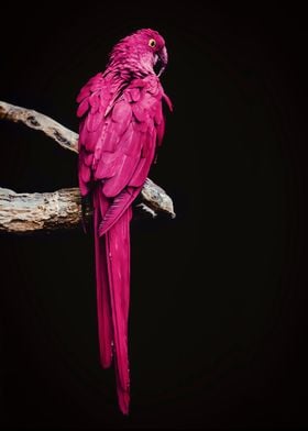 pink parrot poster  