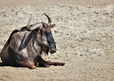 Blue Wildebeest Resting