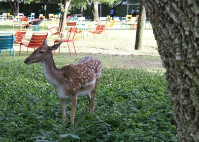 El Venado