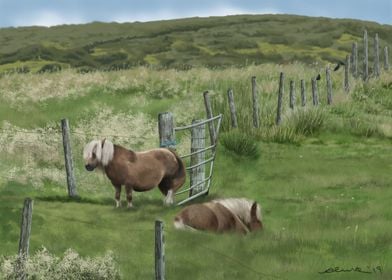 Shetland Ponies