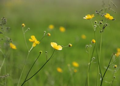 Buttercup Seneca Lake