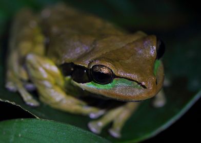 Masked Tree Frog
