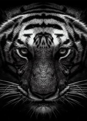 tiger face black and white