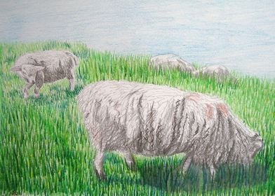 Sheep and lamb