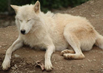 Pale Wolf