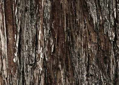 Wood texture background