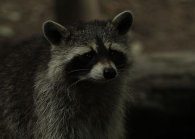 Raccoon