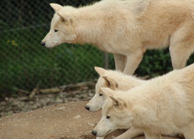 Three Wolves