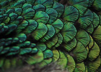 Peacock Feathers