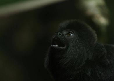 Black Monkey