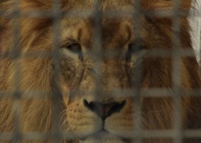 Caged Lion