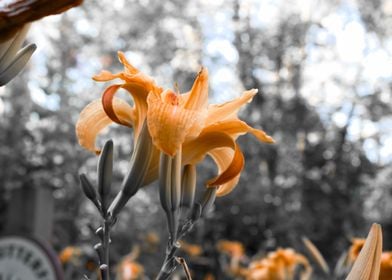 Orange lily