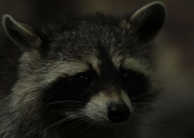 Raccoon