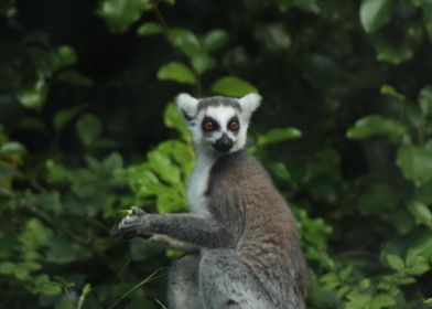 lemur