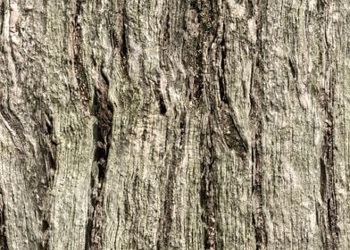 Wood texture background