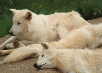 Tired Wolves