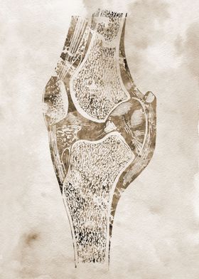 Knee bone 