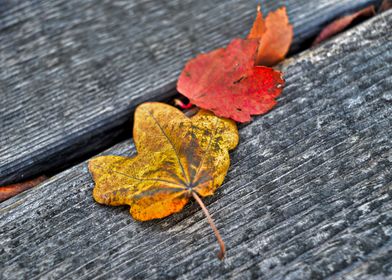 Autumn colours