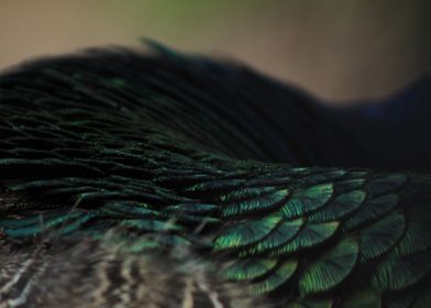 Peacock Feathers