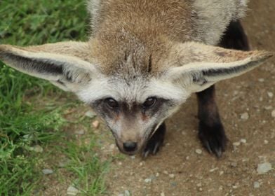 Big Eared Fox