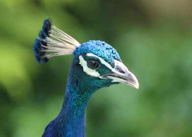 Peacock