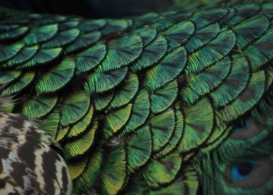 Peacock Feathers