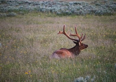 Elk in a Field