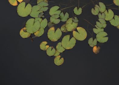Floating Lilypads