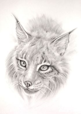 Lynx Big cats Animals