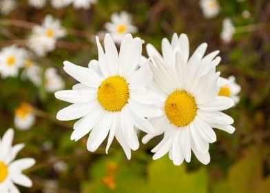 Daisies in a field