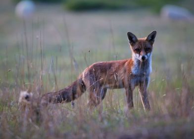 Fox in a field