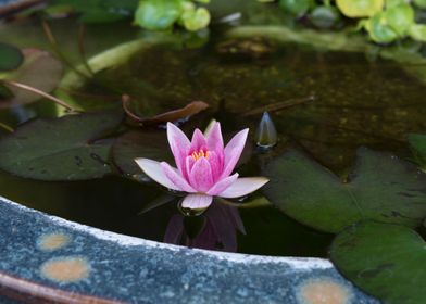 A Lotus in Kyoto
