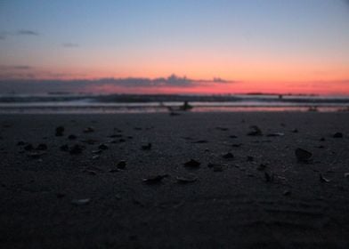 Shells on the shore