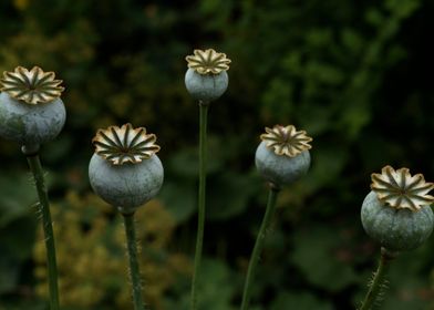 Opium Poppy 
