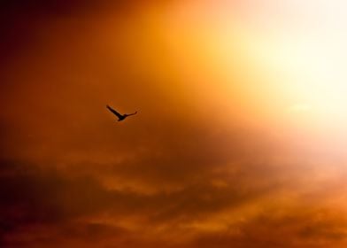 Bird in Sunset