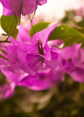 Pink Bougainvillea Flowers