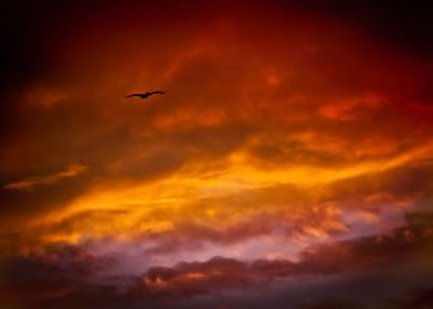 Bird in Sunset 2