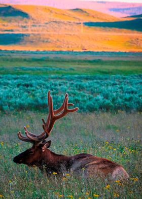 Elk by the Mountain Range