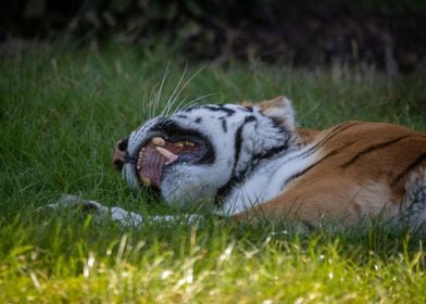 Lazy Tiger