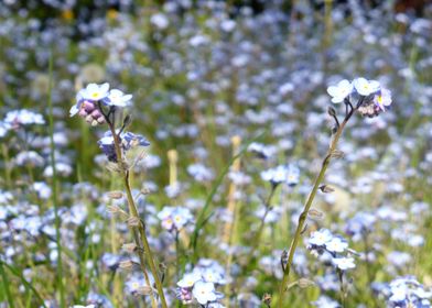 forgetmenots flowers 