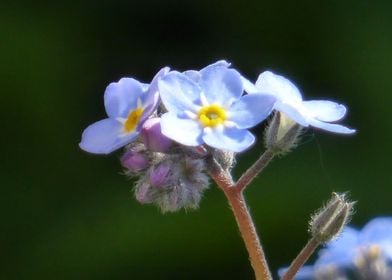 forgetmenot macro 