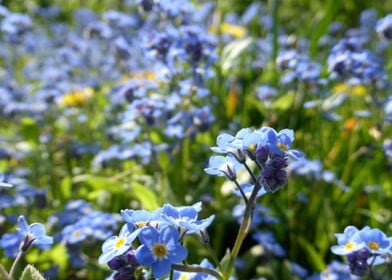 blue flowers in bloom