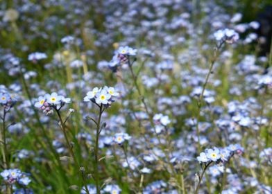 blue flowers 