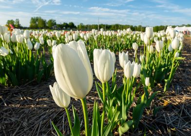 White tulip field flowers