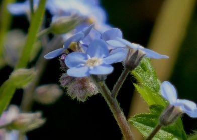 forget me not in bloom