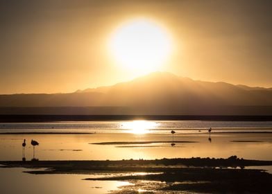 Sunset with Flamingos