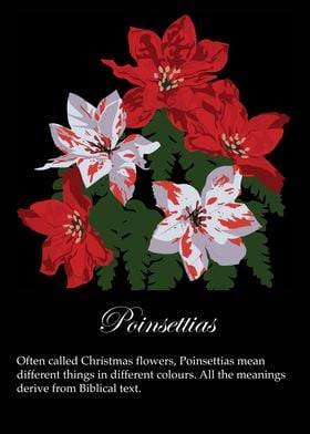 Poinsettias poster