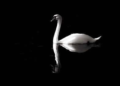 Swan Reflection