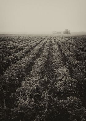 Rows Of Potato